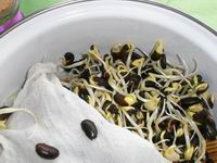 grow bean sprout picture5