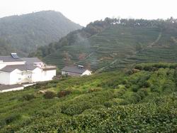 Long Jing Tea Village